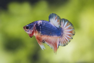 Siyam Balığı (Betta splendens) ile güzel bir balık 