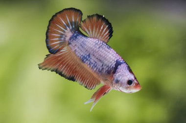 Siyam Balığı (Betta splendens) ile güzel bir balık 