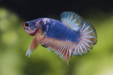 Siyam Balığı (Betta splendens) ile güzel bir balık 