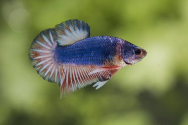 Siyam Balığı (Betta splendens) ile güzel bir balık 