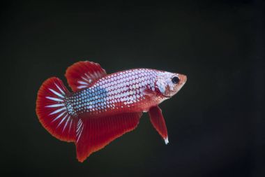 Siyam Balığı (Betta splendens) ile güzel bir balık 