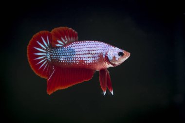 Siyam Balığı (Betta splendens) ile güzel bir balık 