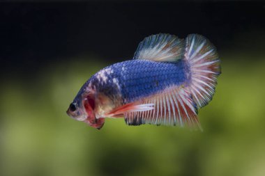 Siyam Balığı (Betta splendens) ile güzel bir balık 