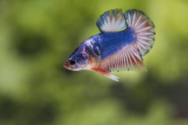 Siyam Balığı (Betta splendens) ile güzel bir balık 