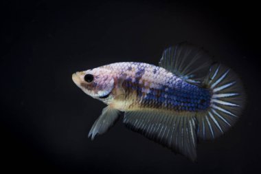 Siyam Balığı (Betta splendens) ile güzel bir balık 