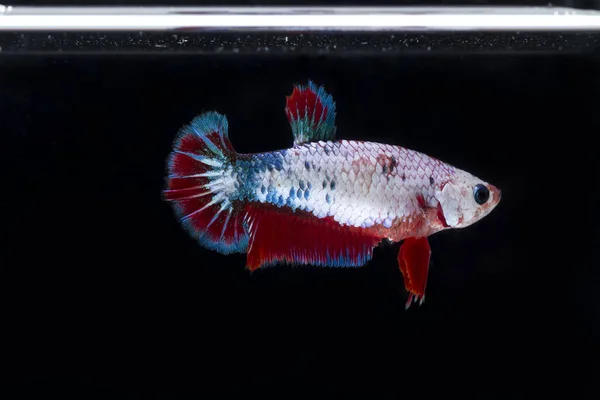 싸우는 물고기 (Betta splendens)와 아름 다운 물고기 — 스톡 사진