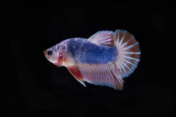 Peixe lutador (Betta splendens) Peixe com uma bela — Fotografia de Stock