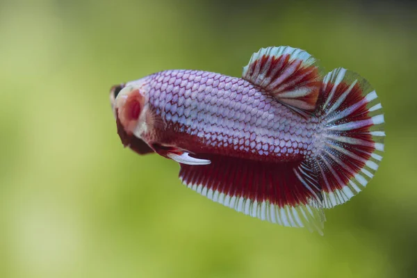 Fighting fish (Betta splendens) Fish with a beautiful — Stock Photo, Image