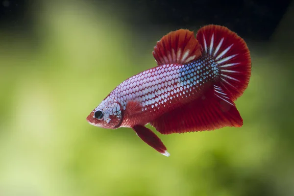 Kampffische (betta splendens) Fische mit einem schönen — Stockfoto