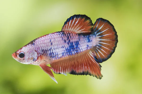 Fighting fisk (Betta splendens) fisk med en vacker — Stockfoto