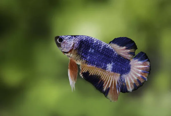 Poisson de combat (Betta splendens) Poisson avec une belle — Photo