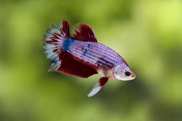 Harci hal (Betta splendens) halak, gyönyörű — Stock Fotó