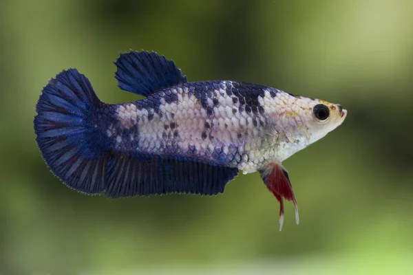 Harci hal (Betta splendens) halak, gyönyörű — Stock Fotó