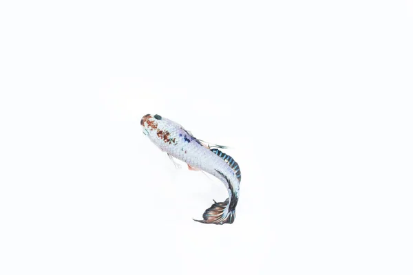 斗鱼 （斗鱼芨芨草） 鱼与美丽 — 图库照片