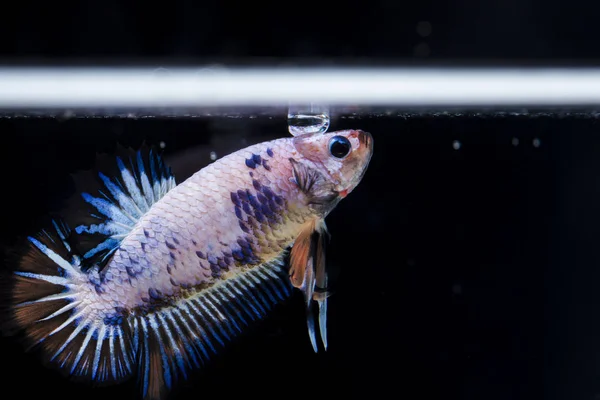 Fighting fisk (Betta splendens) fisk med en vacker — Stockfoto