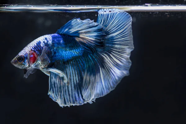 Peixe lutador (Betta splendens) Peixe com uma bela — Fotografia de Stock