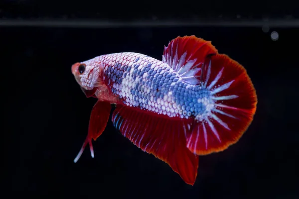 Kampffische (betta splendens) Fische mit einem schönen — Stockfoto