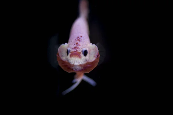 Harci hal (Betta splendens) halak, gyönyörű — Stock Fotó