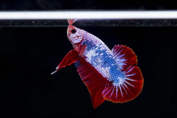 Fighting fish (Betta splendens) Fish with a beautiful