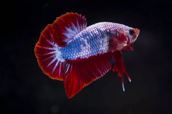 Lucha contra los peces (Betta splendens) Peces con una hermosa —  Fotos de Stock