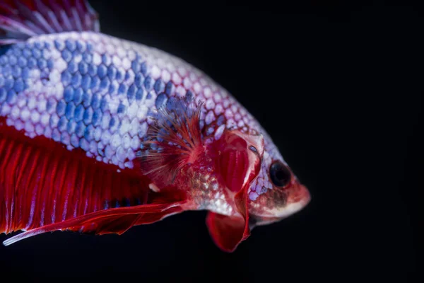 Walczącej ryby (Betta splendens) ryb z pięknym — Zdjęcie stockowe