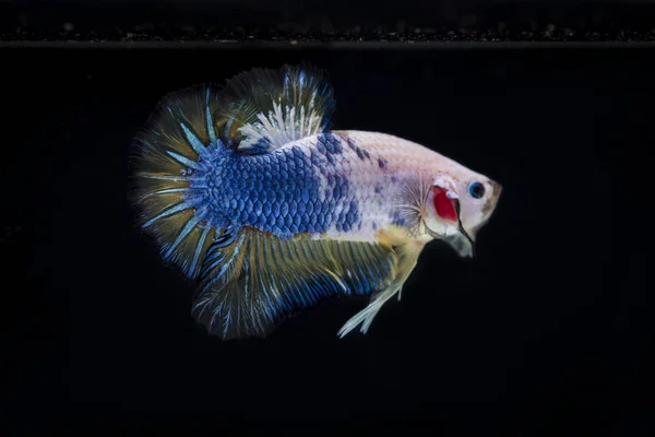 Peixe lutador (Betta splendens) Peixe com uma bela — Fotografia de Stock