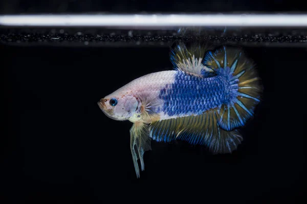 싸우는 물고기 (Betta splendens)와 아름 다운 물고기 — 스톡 사진