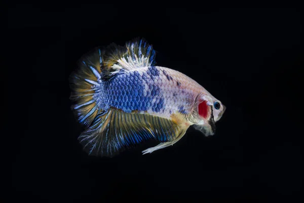 Lucha contra los peces (Betta splendens) Peces con una hermosa —  Fotos de Stock