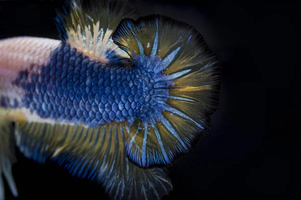 싸우는 물고기 (Betta splendens)와 아름 다운 물고기 — 스톡 사진