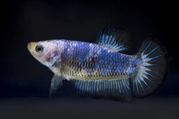 Fighting fish (Betta splendens) Fish with a beautiful — Stock Photo, Image