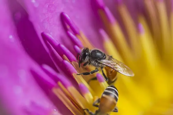자주색 로터스와 배경으로 사용 하는 꿀벌의 클로즈업 — 스톡 사진