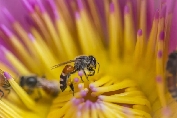 Close up van de paarse lotus en bee gebruikt als achtergrond — Stockfoto