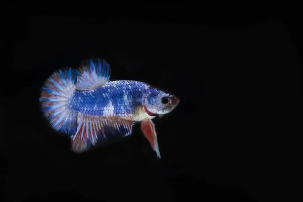 싸우는 물고기 (Betta splendens)와 아름 다운 물고기 — 스톡 사진