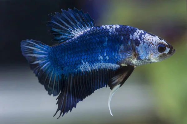 Vechten vis (Betta splendens) vissen met een mooie — Stockfoto