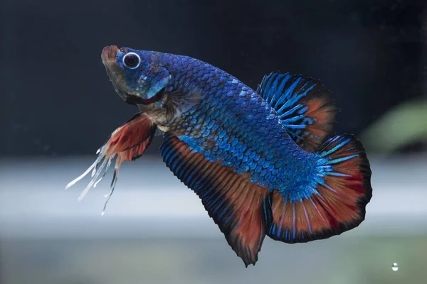 싸우는 물고기 (Betta splendens)와 아름 다운 물고기 — 스톡 사진