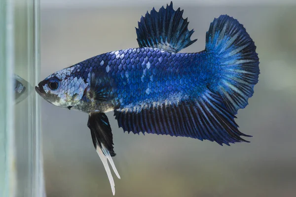 Poisson de combat (Betta splendens) Poisson avec une belle — Photo