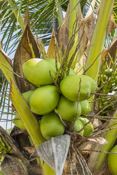 Grappolo di cocco verde — Foto Stock