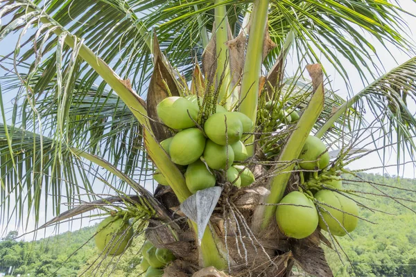 Racimo de coco verde —  Fotos de Stock