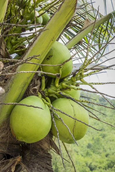 Grappolo di cocco verde — Foto Stock