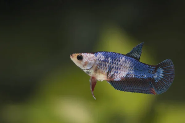 Fighting fisk (Betta splendens) fisk med en vacker — Stockfoto