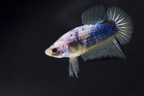 Fighting fish (Betta splendens) Fish with a beautiful — Stock Photo, Image