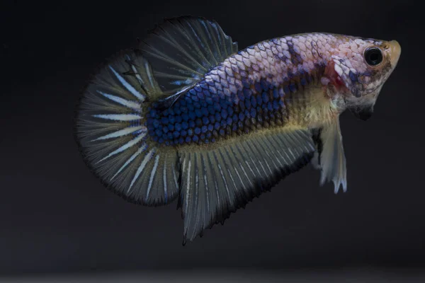 Peixe lutador (Betta splendens) Peixe com uma bela — Fotografia de Stock