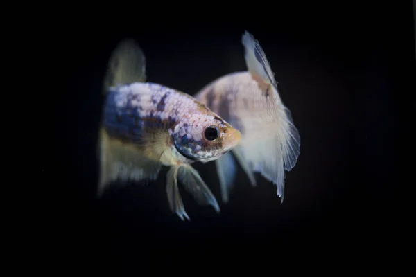 Peixe lutador (Betta splendens) Peixe com uma bela — Fotografia de Stock