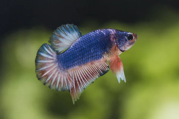 Peixe lutador (Betta splendens) Peixe com uma bela — Fotografia de Stock