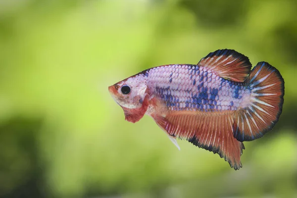 Fighting fish (Betta splendens) Fish with a beautiful — Stock Photo, Image