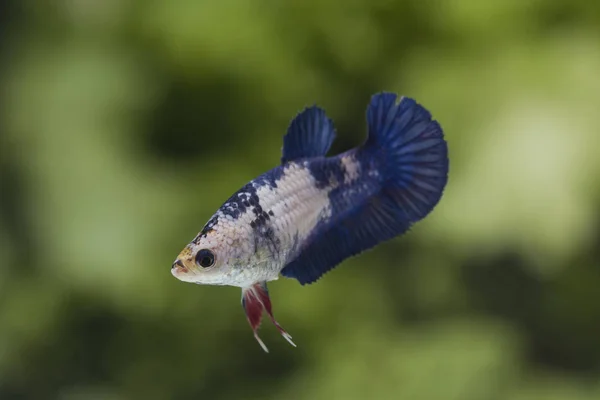 Peixe lutador (Betta splendens) Peixe com uma bela — Fotografia de Stock