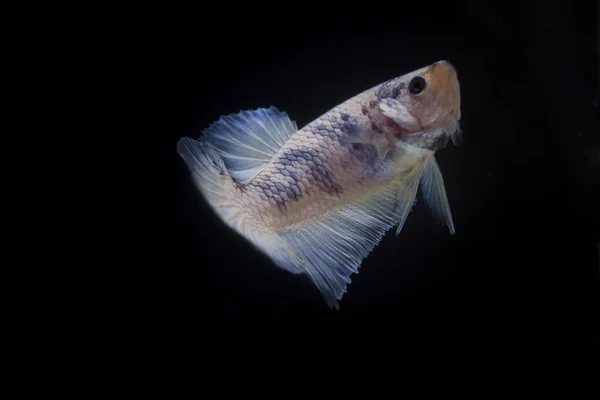 Peixe lutador (Betta splendens) Peixe com uma bela — Fotografia de Stock