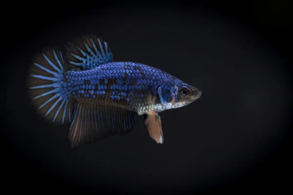 Fighting fish (Betta splendens) Fish with a beautiful — Stock Photo, Image