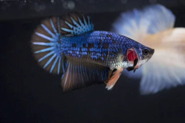 Fighting fisk (Betta splendens) fisk med en vacker — Stockfoto