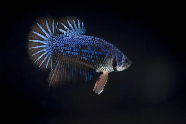 Lucha contra los peces (Betta splendens) Peces con una hermosa — Foto de Stock